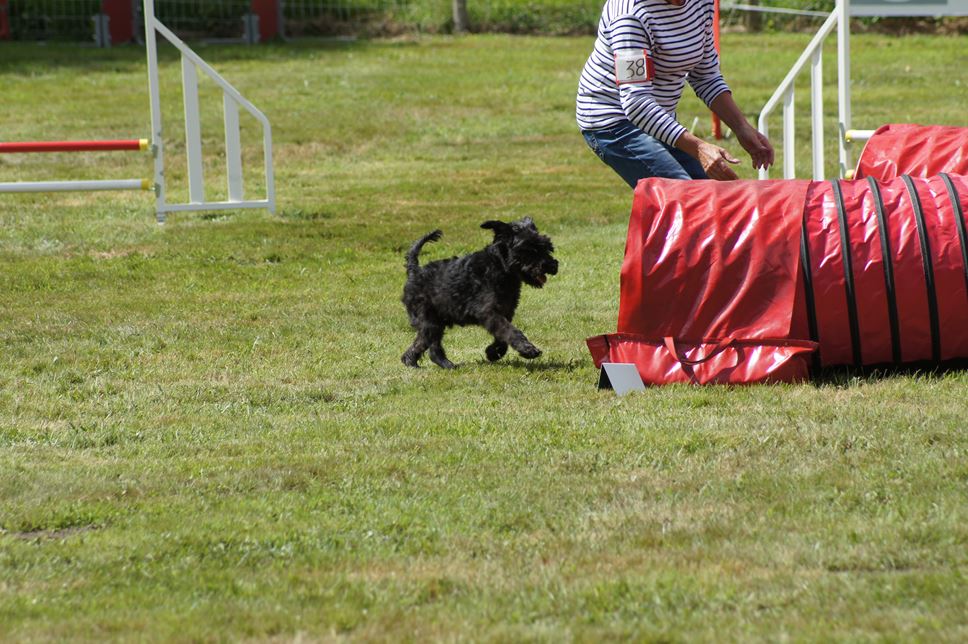 CONCOURS AGILITY AOUT 2016