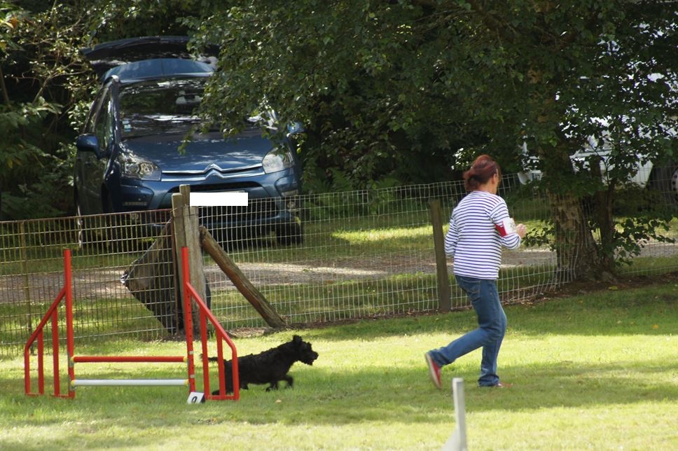 CONCOURS AGILITY AOUT 2016