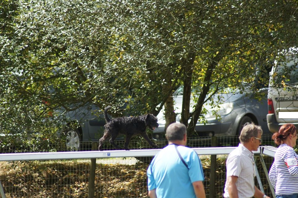 CONCOURS AGILITY AOUT 2016