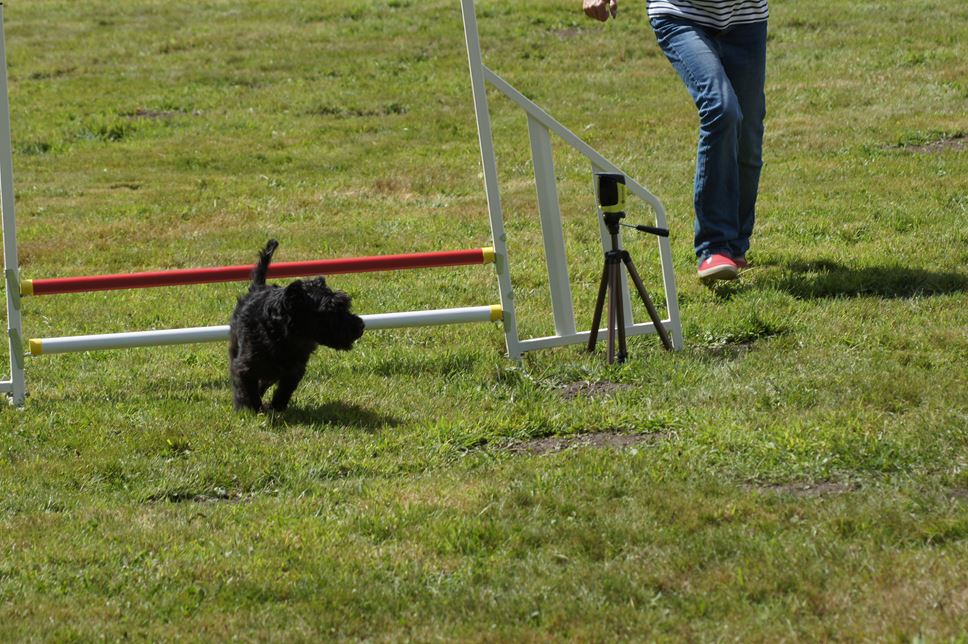 CONCOURS AGILITY AOUT 2016