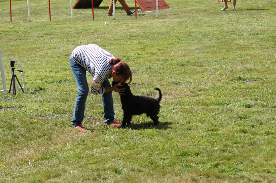 CONCOURS AGILITY AOUT 2016