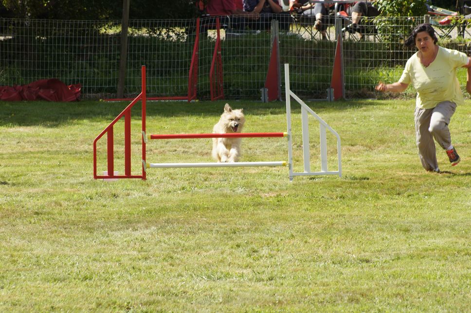 CONCOURS AGILITY AOUT 2016