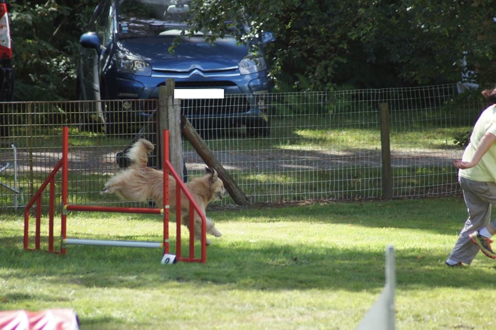 CONCOURS AGILITY AOUT 2016