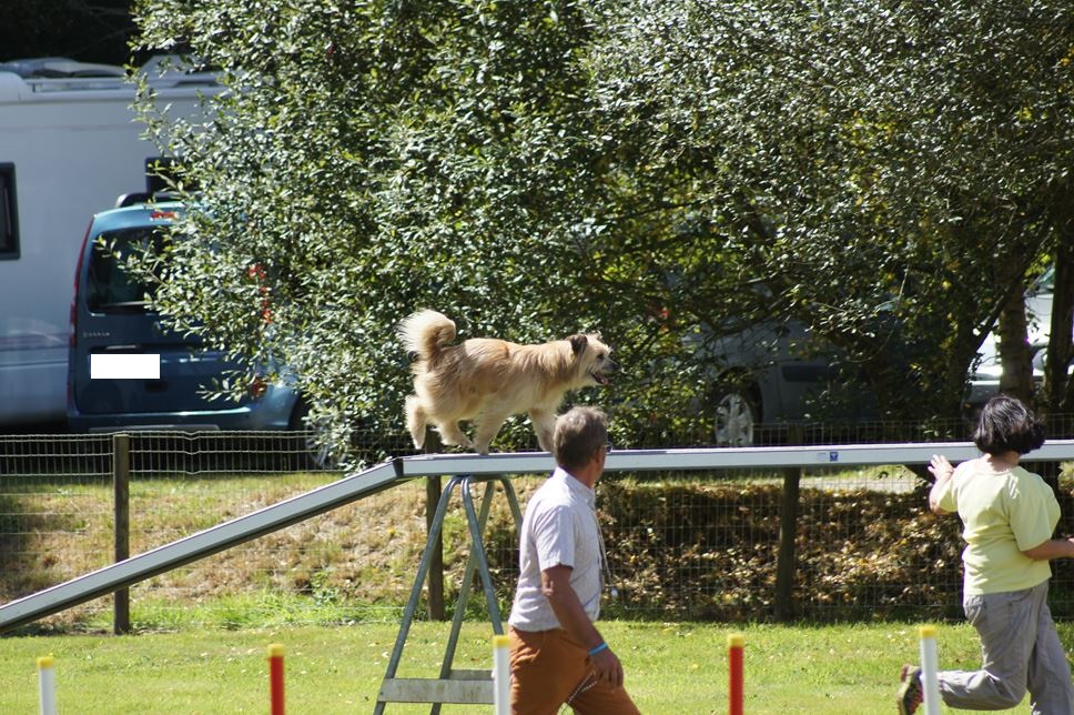 CONCOURS AGILITY AOUT 2016