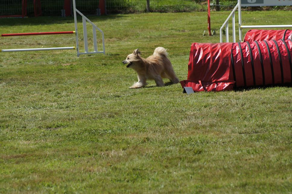 CONCOURS AGILITY AOUT 2016