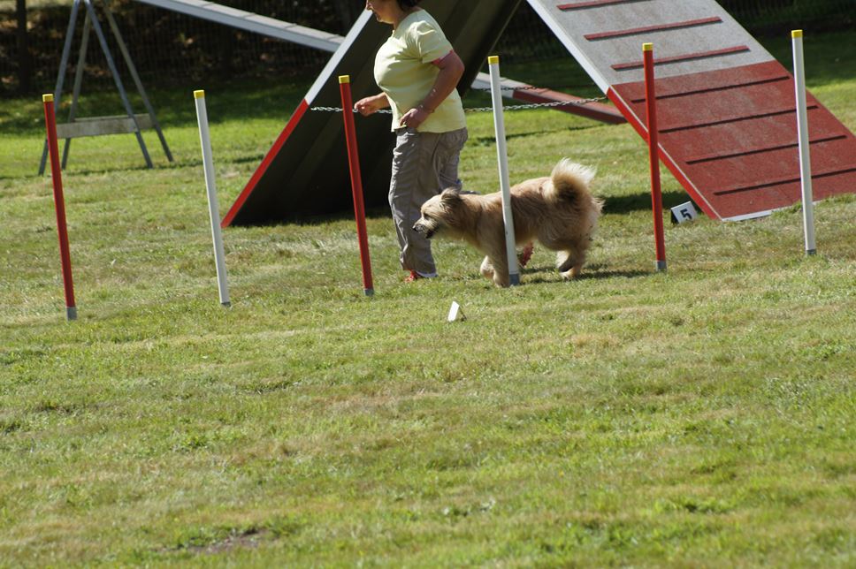 CONCOURS AGILITY AOUT 2016