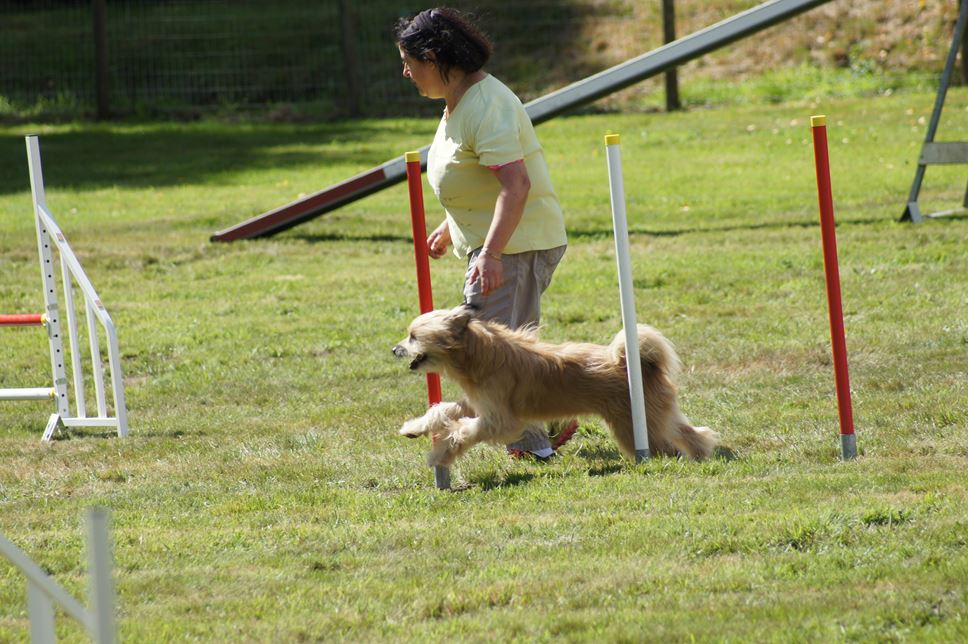 CONCOURS AGILITY AOUT 2016