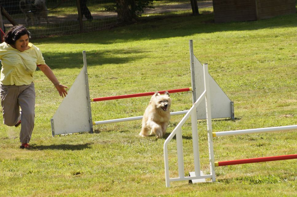 CONCOURS AGILITY AOUT 2016