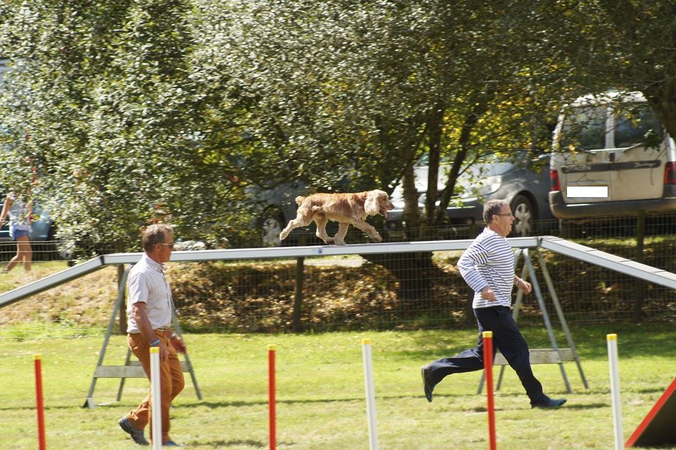 CONCOURS AGILITY AOUT 2016