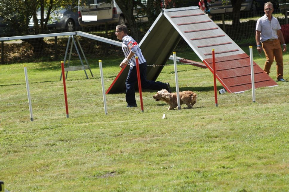 CONCOURS AGILITY AOUT 2016