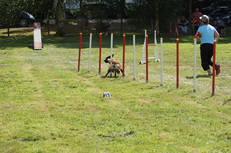 CONCOURS AGILITY AOUT 2016