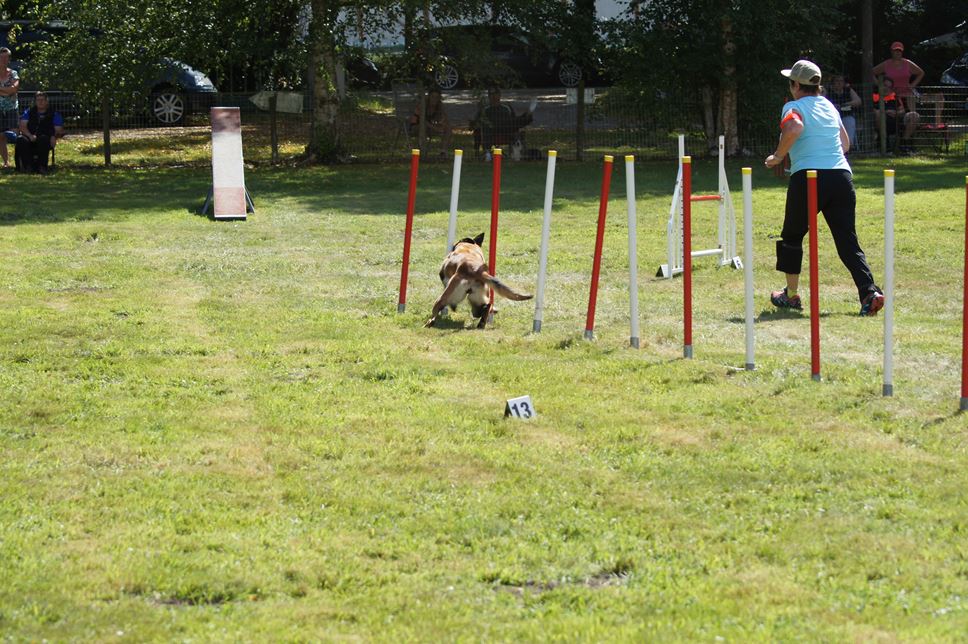 CONCOURS AGILITY AOUT 2016