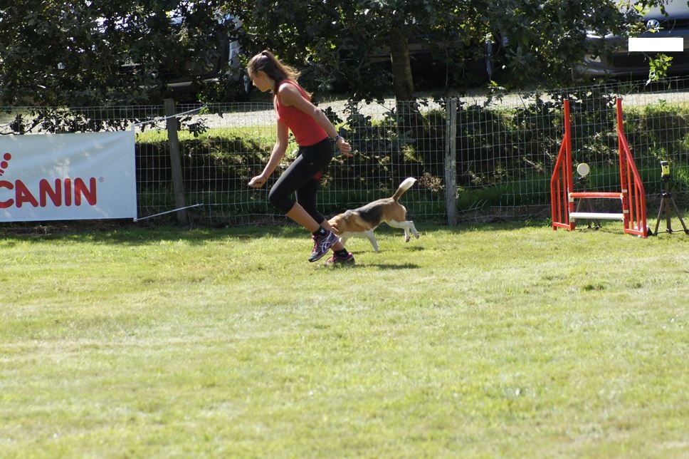 CONCOURS AGILITY AOUT 2016