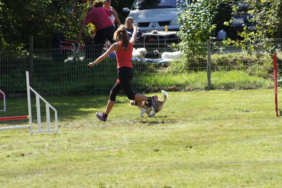 CONCOURS AGILITY AOUT 2016