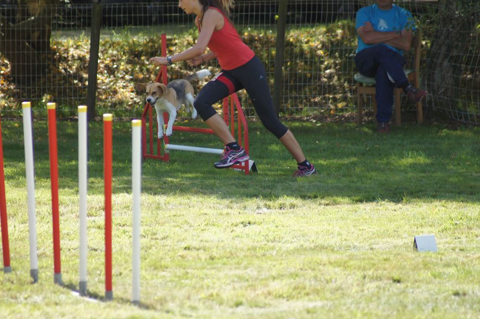 CONCOURS AGILITY AOUT 2016