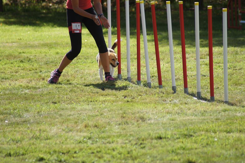 CONCOURS AGILITY AOUT 2016