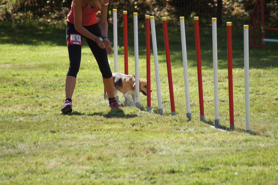 CONCOURS AGILITY AOUT 2016