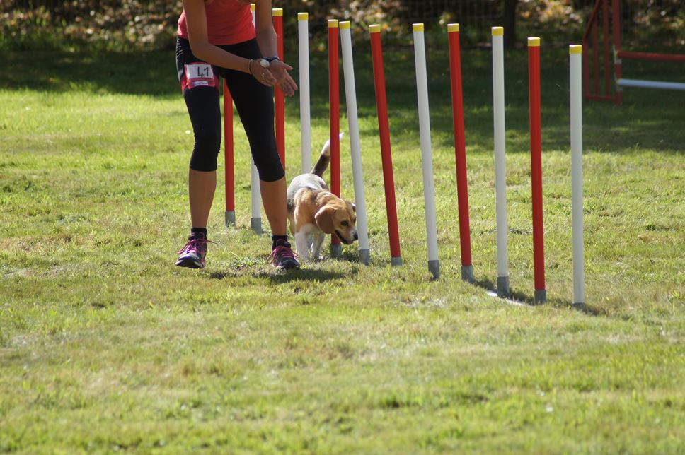 CONCOURS AGILITY AOUT 2016