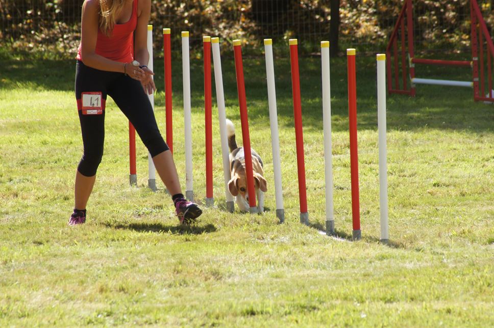 CONCOURS AGILITY AOUT 2016