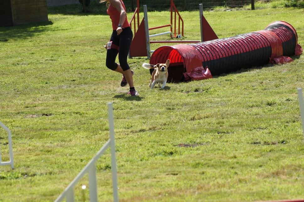 CONCOURS AGILITY AOUT 2016