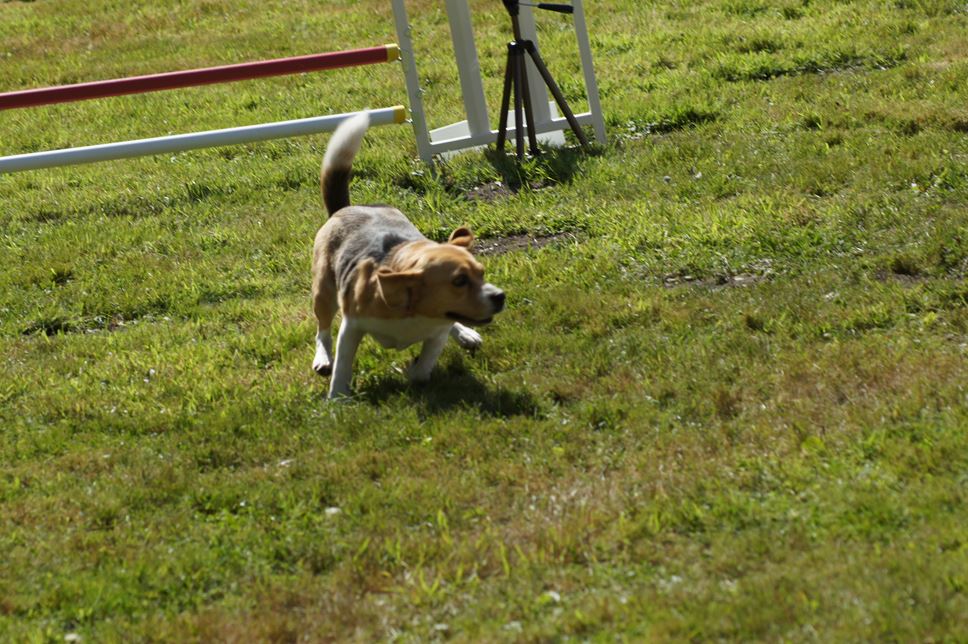 CONCOURS AGILITY AOUT 2016