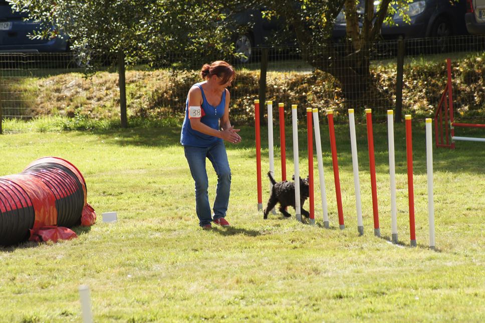 CONCOURS AGILITY AOUT 2016