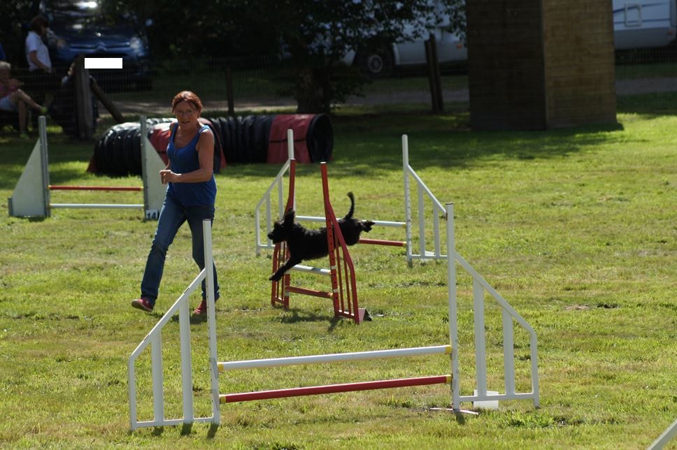 CONCOURS AGILITY AOUT 2016