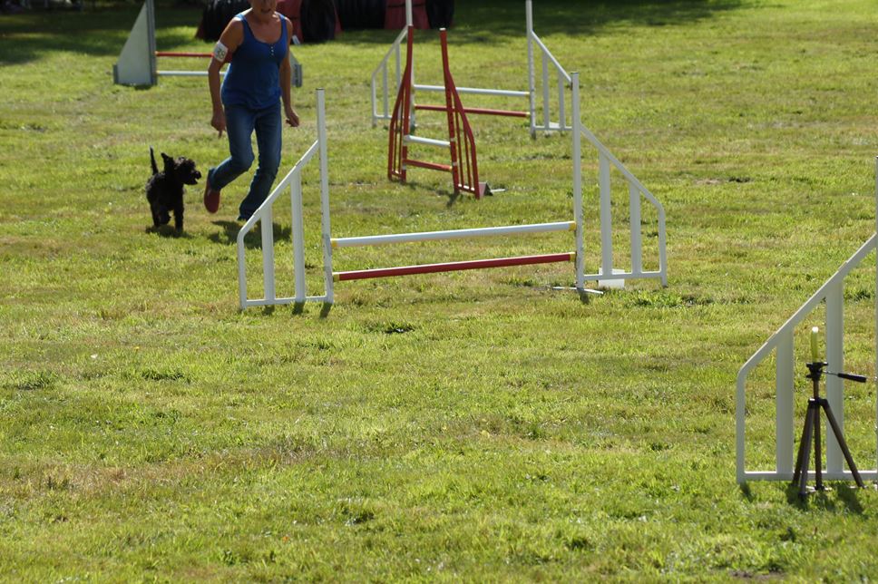 CONCOURS AGILITY AOUT 2016