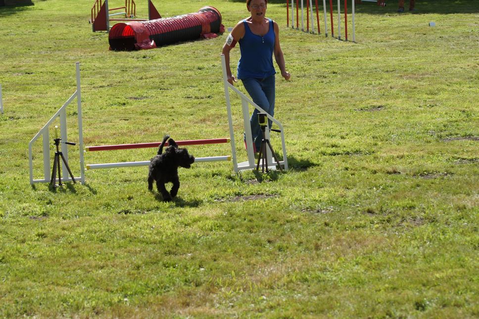 CONCOURS AGILITY AOUT 2016