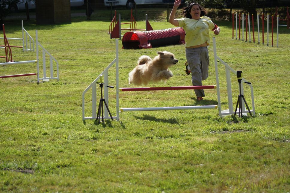 CONCOURS AGILITY AOUT 2016