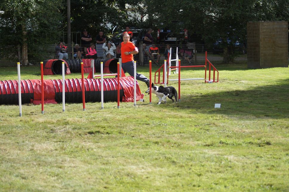 CONCOURS AGILITY 2016