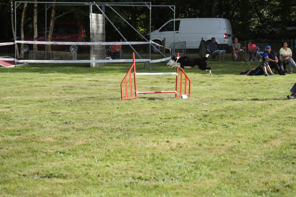 CONCOURS AGILITY 2016