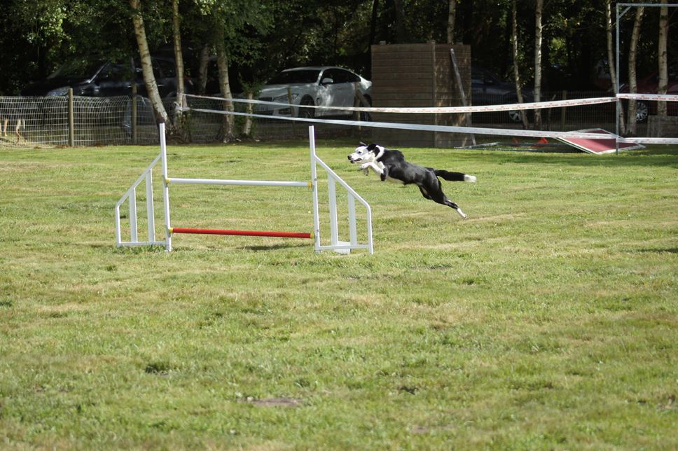 CONCOURS AGILITY 2016