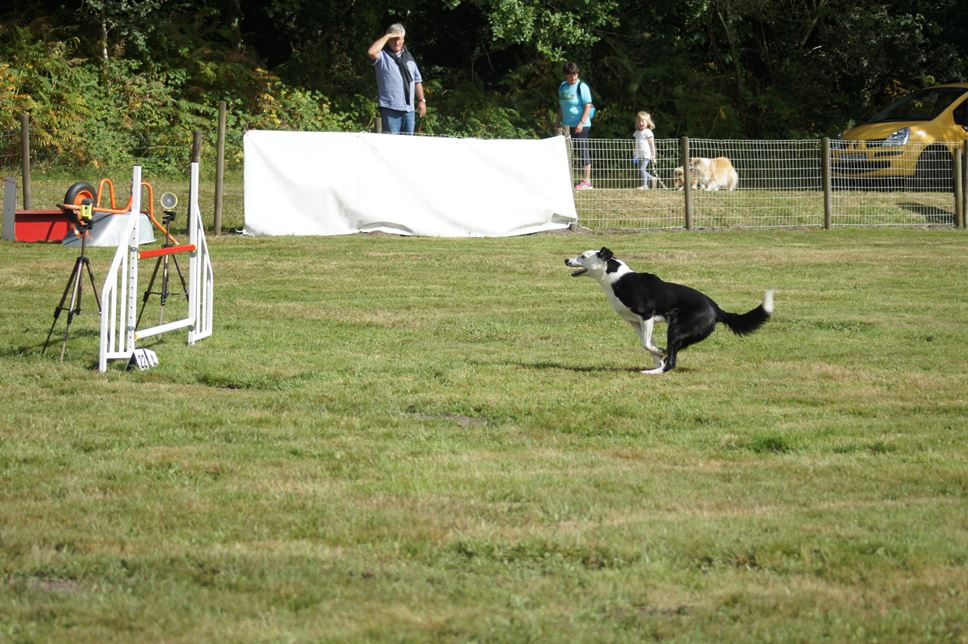 CONCOURS AGILITY 2016