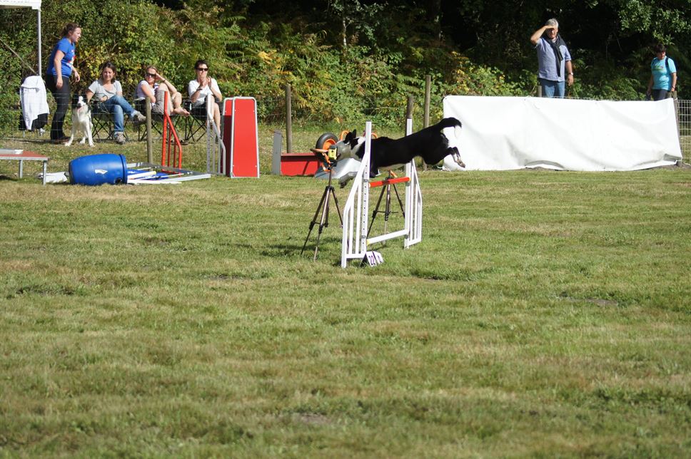 CONCOURS AGILITY 2016