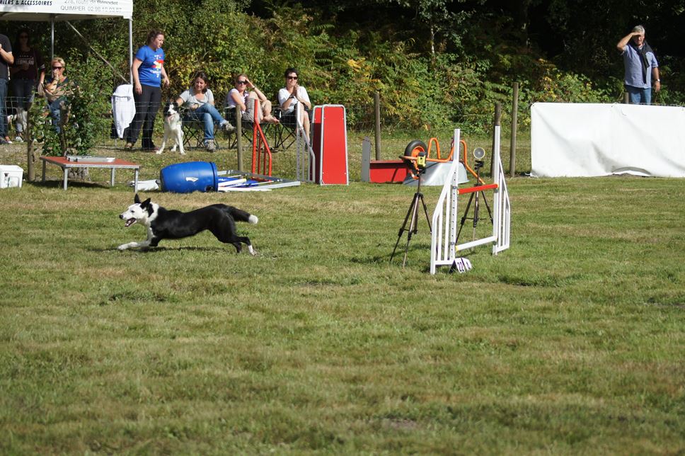 CONCOURS AGILITY 2016