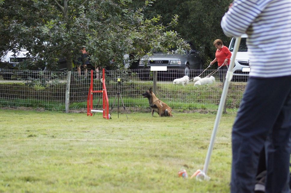 CONCOURS AGILITY 2016