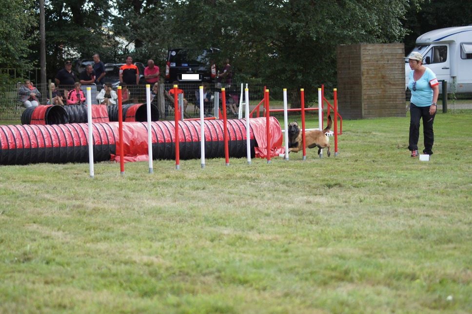 CONCOURS AGILITY 2016