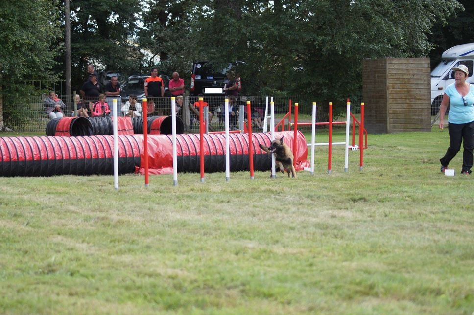 CONCOURS AGILITY 2016