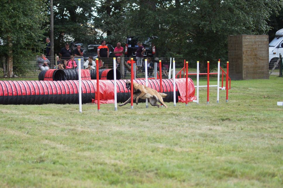 CONCOURS AGILITY 2016