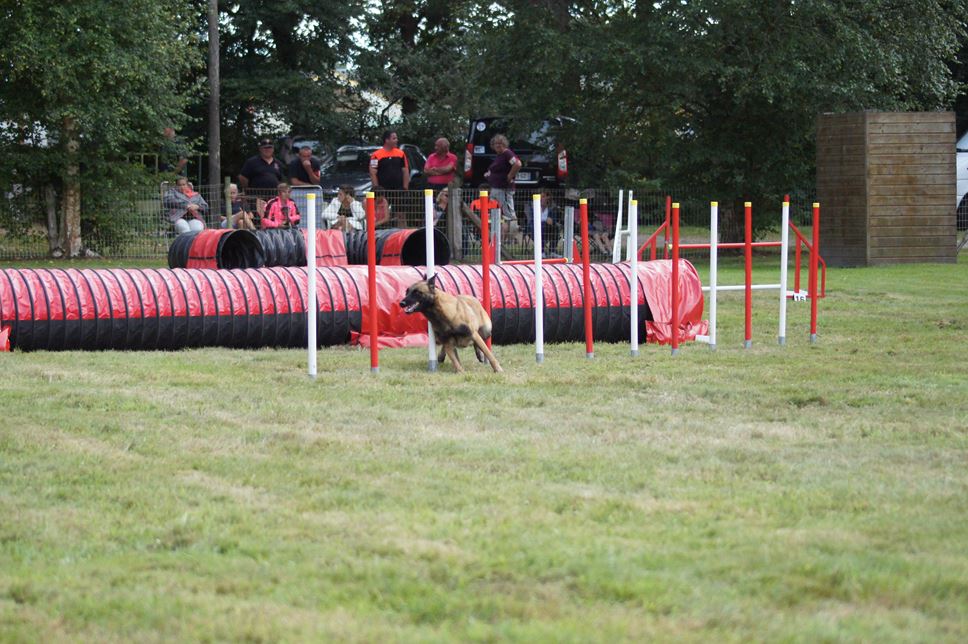 CONCOURS AGILITY 2016