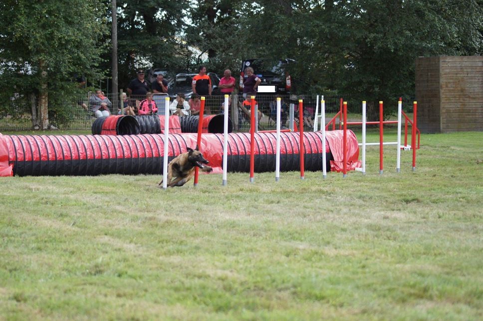 CONCOURS AGILITY 2016