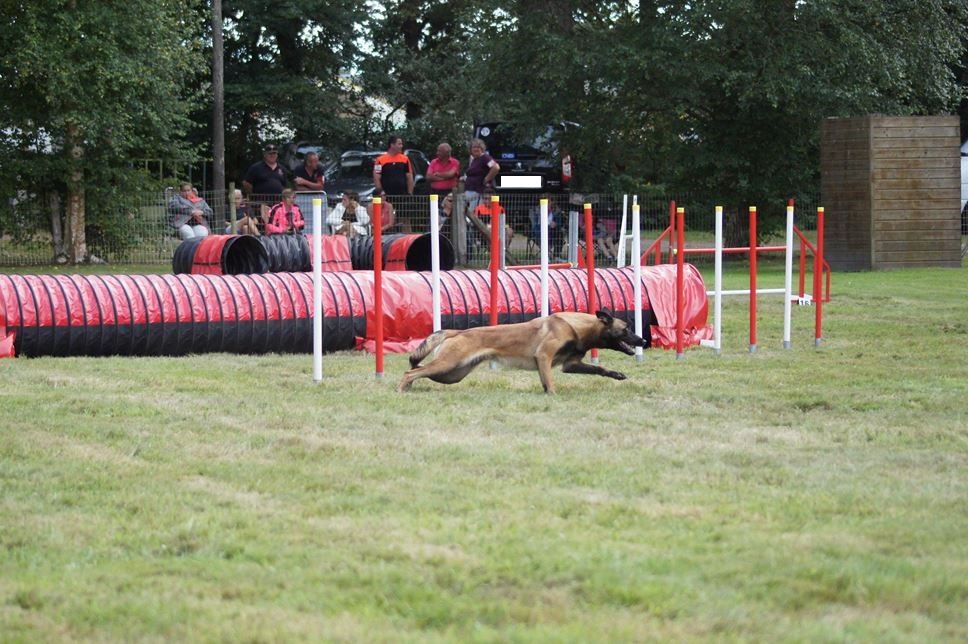 CONCOURS AGILITY 2016