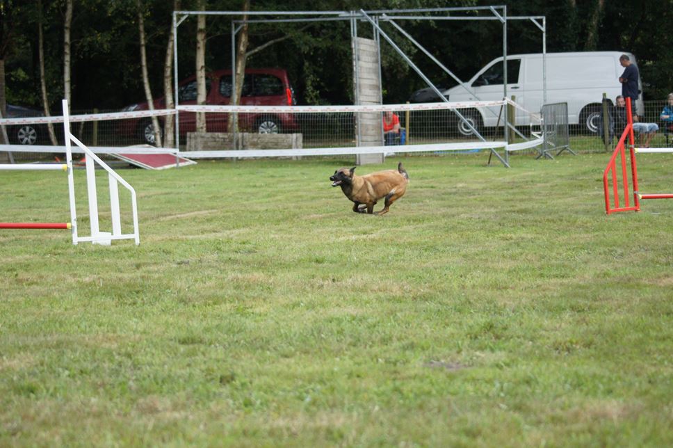 CONCOURS AGILITY 2016