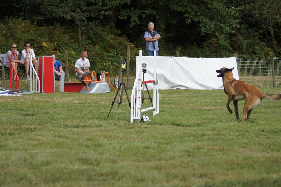 CONCOURS AGILITY 2016