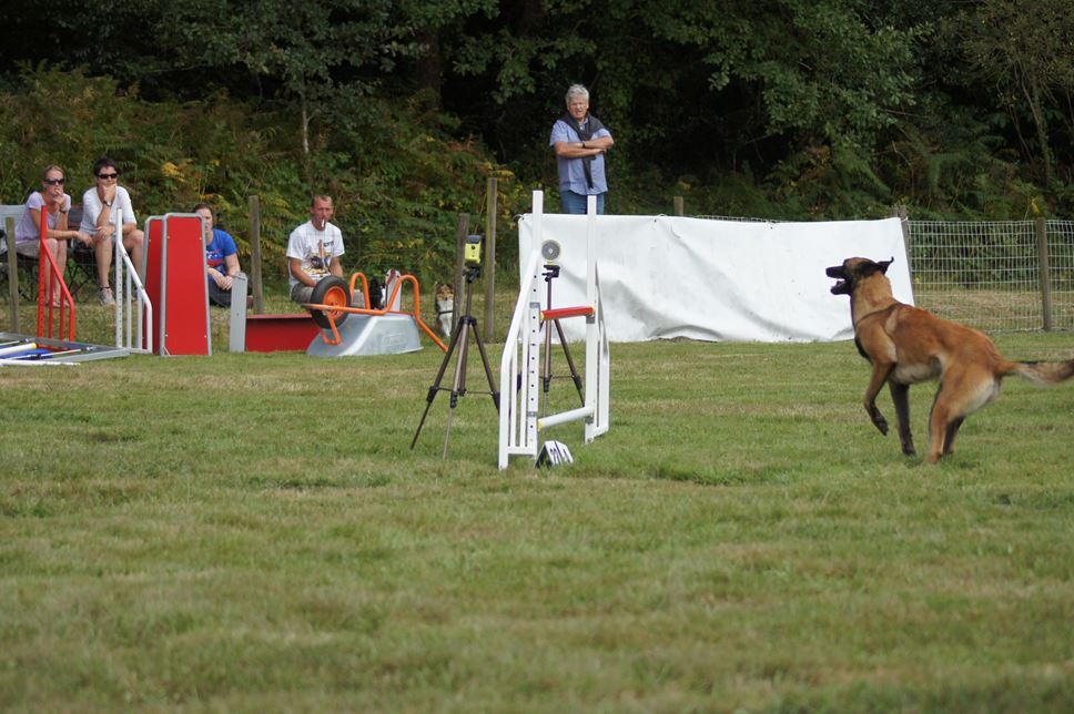 CONCOURS AGILITY 2016