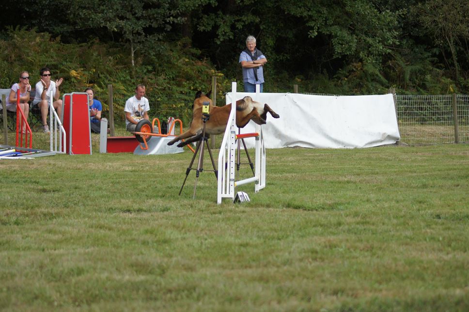 CONCOURS AGILITY 2016